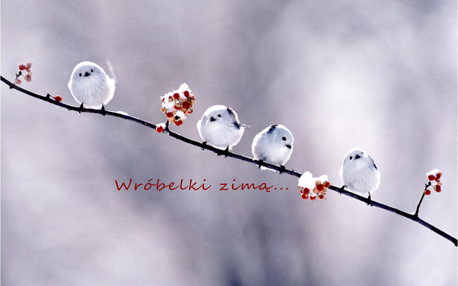Szczęśliwego Nowego Roku Szczęśliwego Nowego Roku